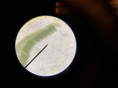 Polytrichum formosum