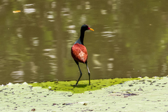 Jacana jacana
