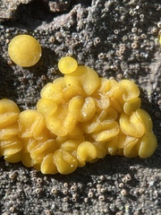 Calycina