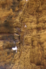 Ptyodactylus guttatus