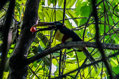 Pteroglossus castanotis