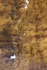 Ptyodactylus guttatus