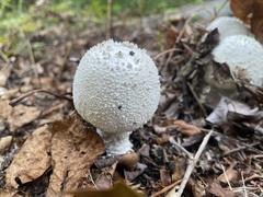 Amanita polypyramis
