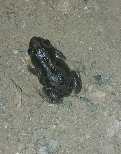 Senegal Running Frog