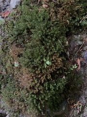 Pohlia longibracteata