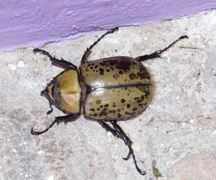 Dynastes hyllus