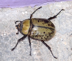 Dynastes hyllus