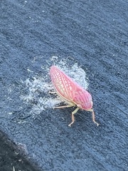 Gyponana