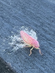 Gyponana