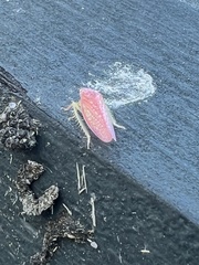 Gyponana