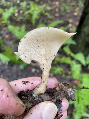Ampulloclitocybe clavipes