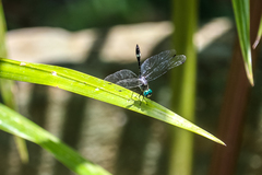 Micrathyria ocellata