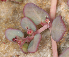 Euphorbia micromera