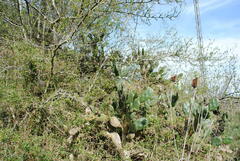 Opuntia rioplatense