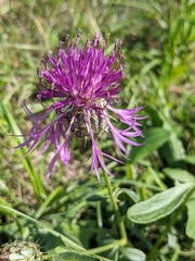 Centaurea scabiosa