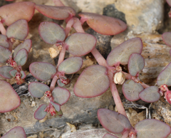 Euphorbia micromera