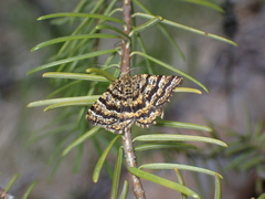 Epelis truncataria