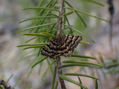 Epelis truncataria