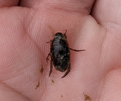 Tropisternus collaris