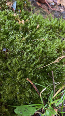 Mnium hornum
