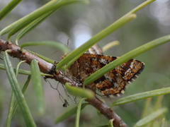 Epelis truncataria