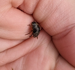 Tropisternus collaris