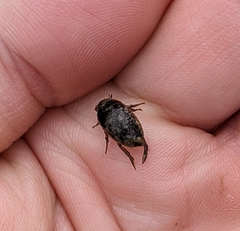 Tropisternus collaris