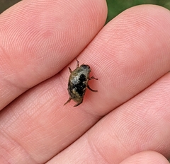 Tropisternus collaris