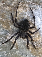 Araneus saevus