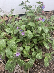Pulmonaria