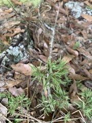 Dichanthelium scoparium