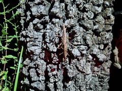 Anisomorpha buprestoides