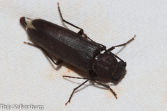 Arhopalus ferus