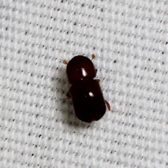 Scolytinae