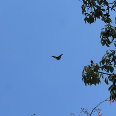 Papilio garamas