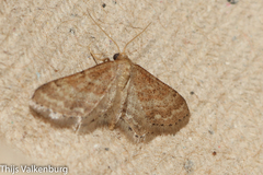 Idaea fractilineata