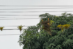 Guzmania monostachia