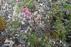 Castilleja elegans