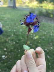 Ceratostigma plumbaginoides