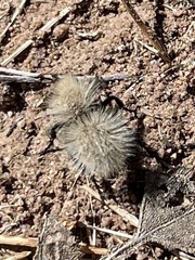 Dasymutilla sackenii