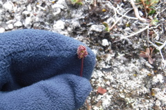 Tofieldia coccinea
