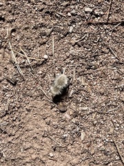 Dasymutilla sackenii