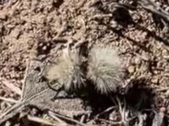 Dasymutilla sackenii
