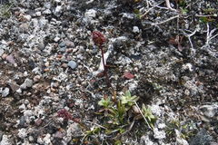 Tofieldia coccinea