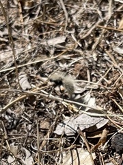 Dasymutilla sackenii