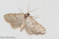 Idaea fractilineata