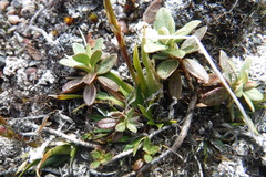 Tofieldia coccinea