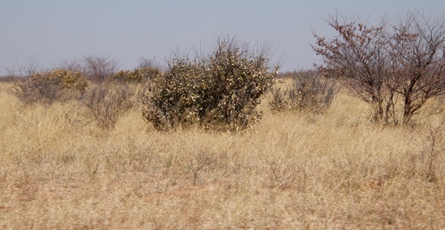 Kalahari Appleleaf