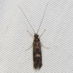 Trichoptera