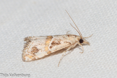 Euchromius cambridgei